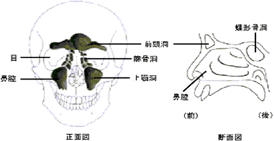 副 鼻腔 炎 治し 方